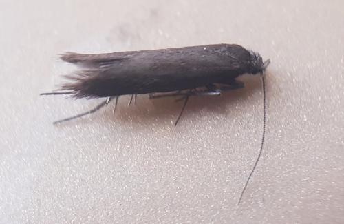 Amphisbatis incongruella